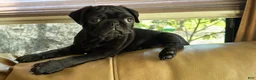 Pug dogs for sale: Rosie - Ad 4