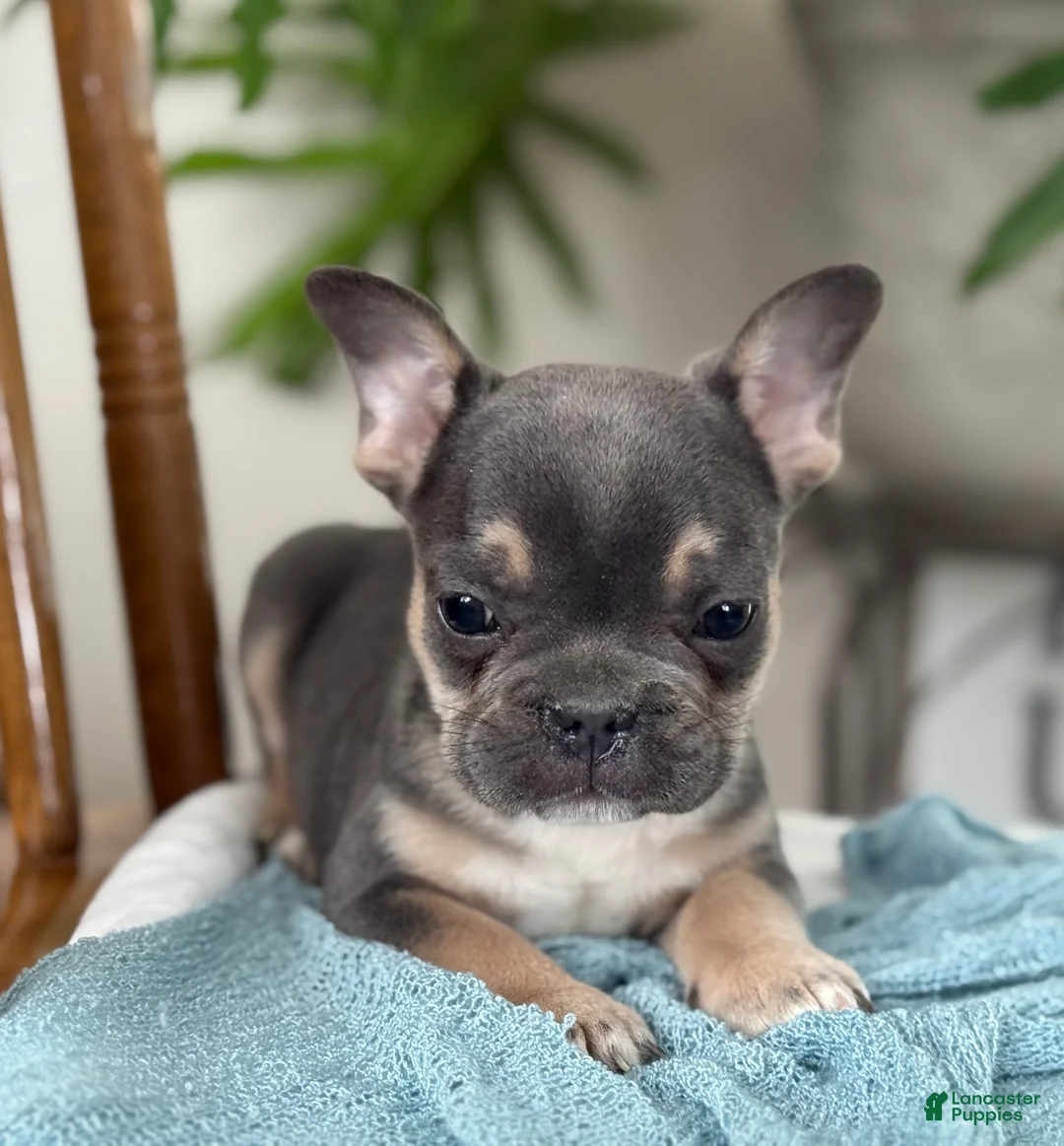 French Bulldog dogs for sale: Wyatt - Ad 5