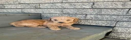 Mini Goldendoodle dogs for sale: Bonnie - Ad 2
