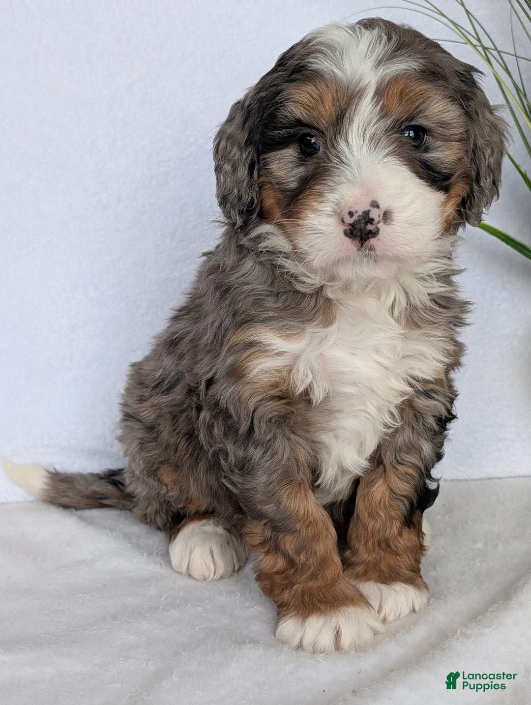 Mini Bernedoodle dogs for sale: Mini Baker - Ad 9