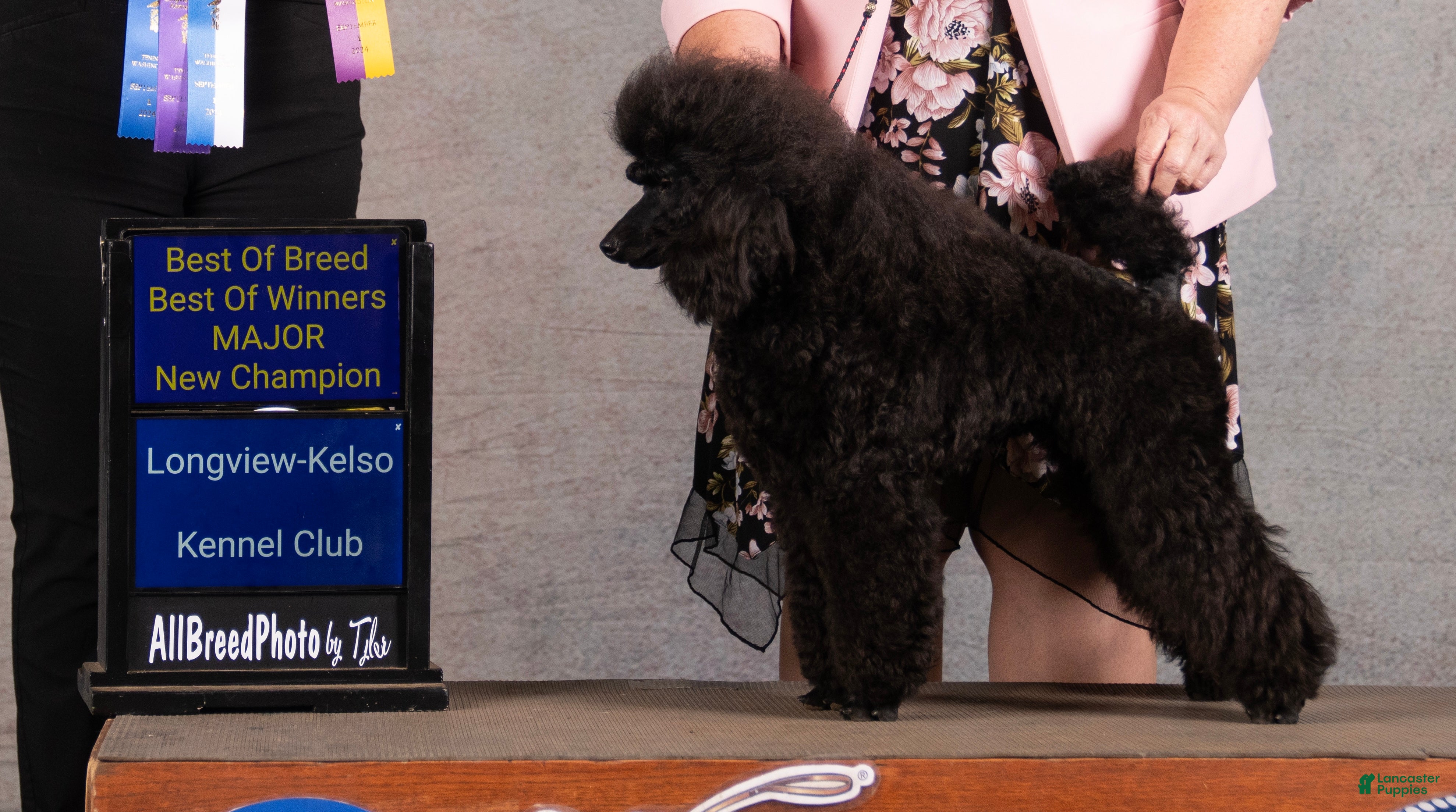 CH Kameo Painted Black Pearl