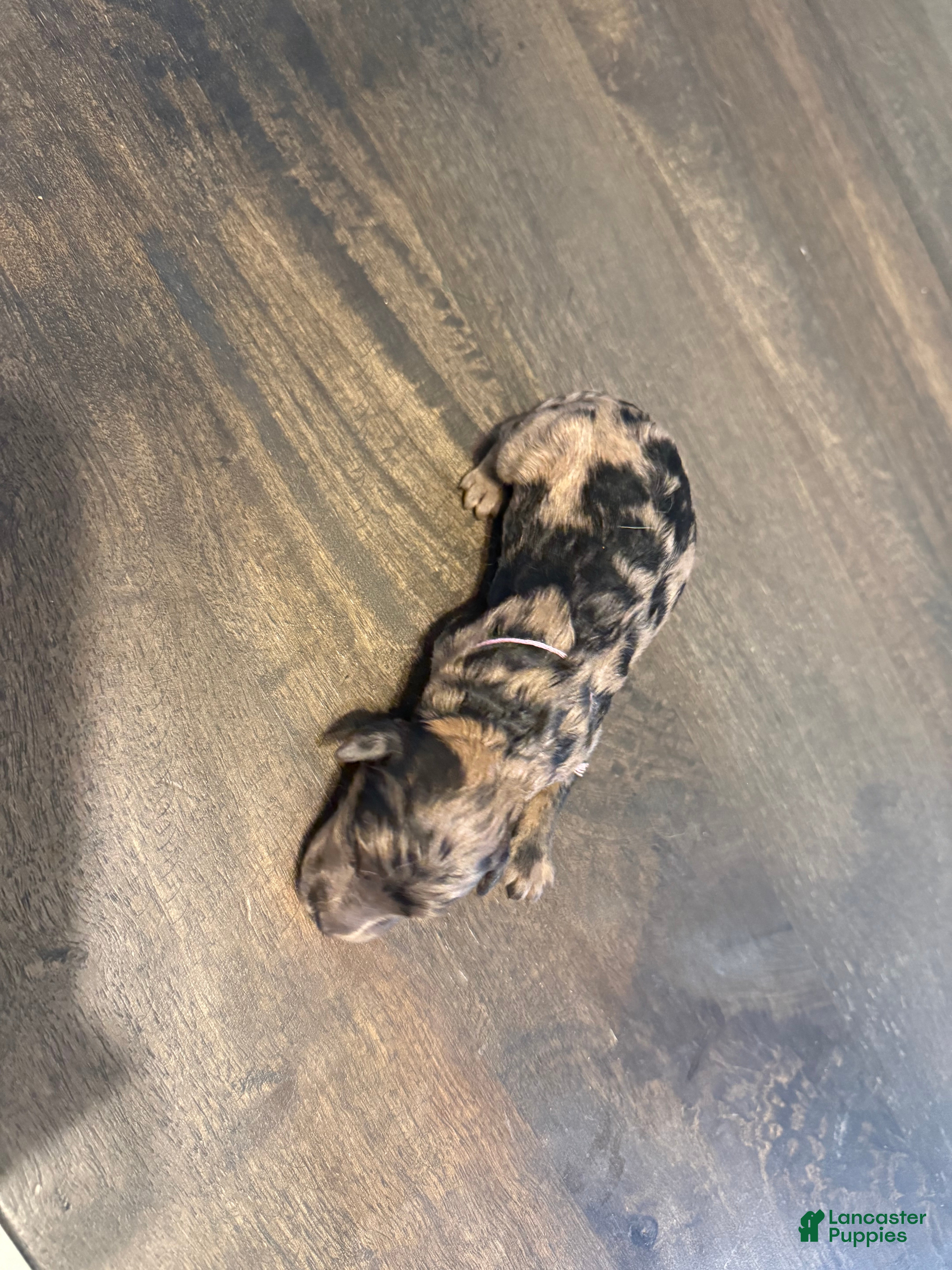 Aussiedoodle dogs Cornflower - Ad 5