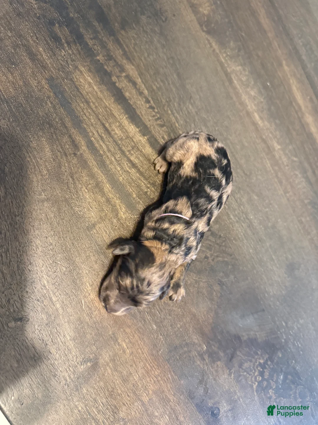 Aussiedoodle dogs for sale: Cornflower - Ad 1
