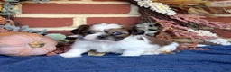 Shih Tzu dogs for sale: Biscuit - Ad 3