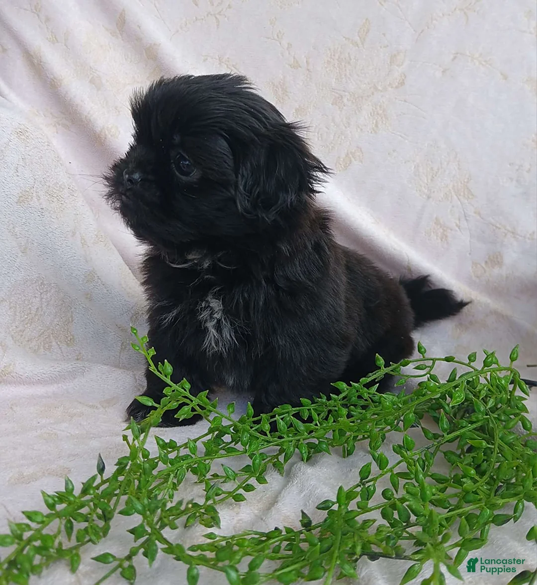 Teddy Bear dogs for sale: Beauty - Ad 2