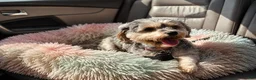 Yorkshire Terrier dogs for sale: Yorkshire Terrier Puppy 1 - Ad 2
