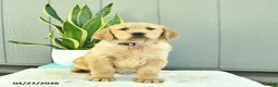 Golden Retriever dogs for sale: Sugar  - Ad 3