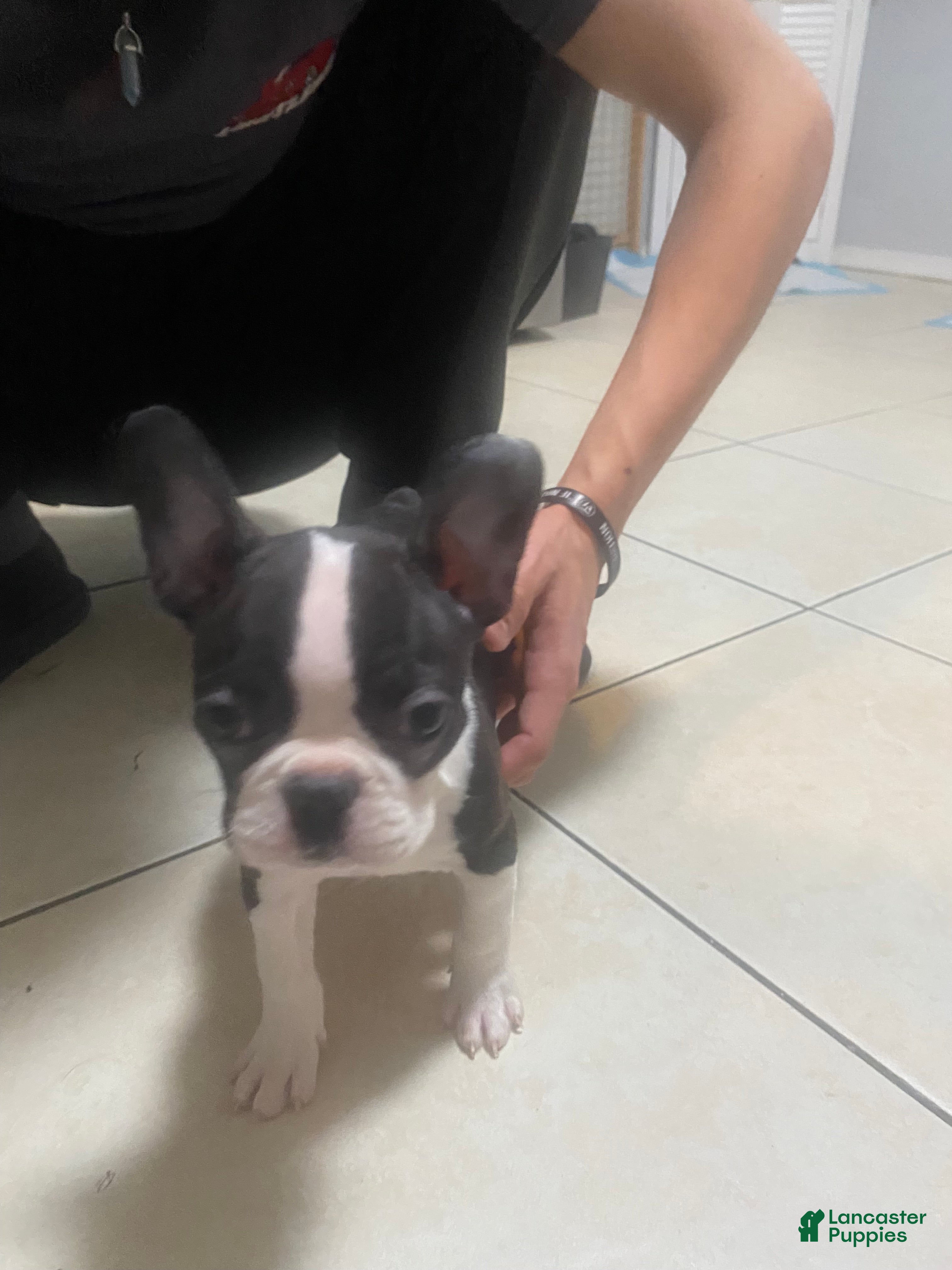 Frenchton dogs for sale: Liona  - Ad 2