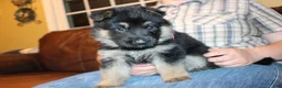 German Shepherd dogs for sale: Ada, pink collar - Ad 3