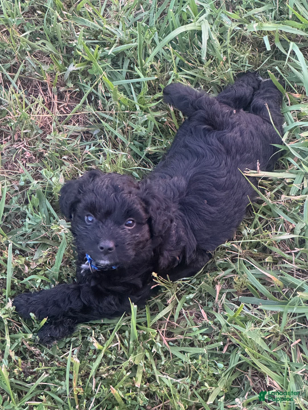 Mini Aussiedoodle dogs for sale: Mini Aussiedoodle Male #1 - Ad 2