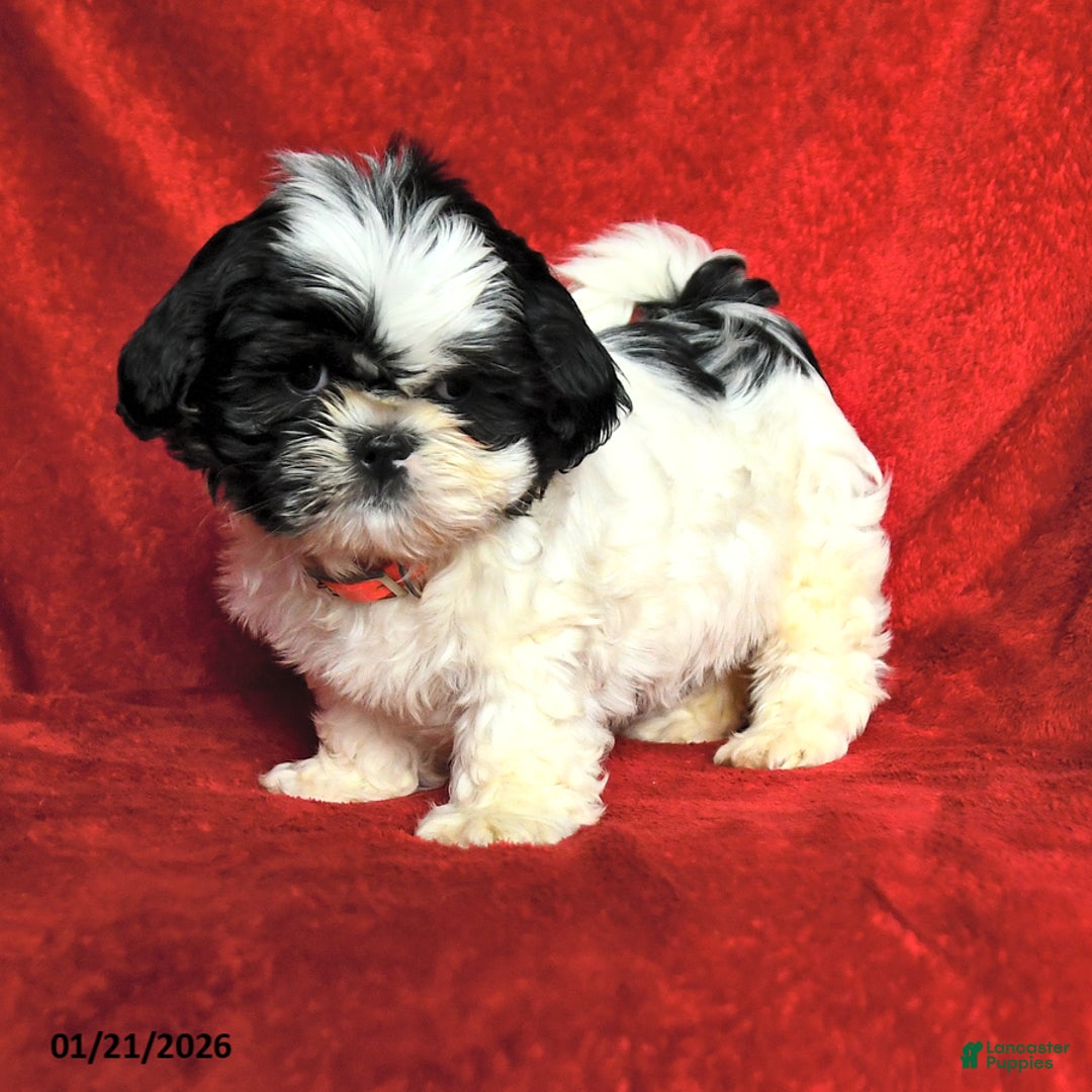 Lhasa Apso dogs for sale: Jane - Ad 3