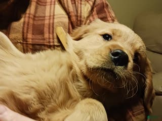 Golden Retriever dogs Sherman - Ad 7