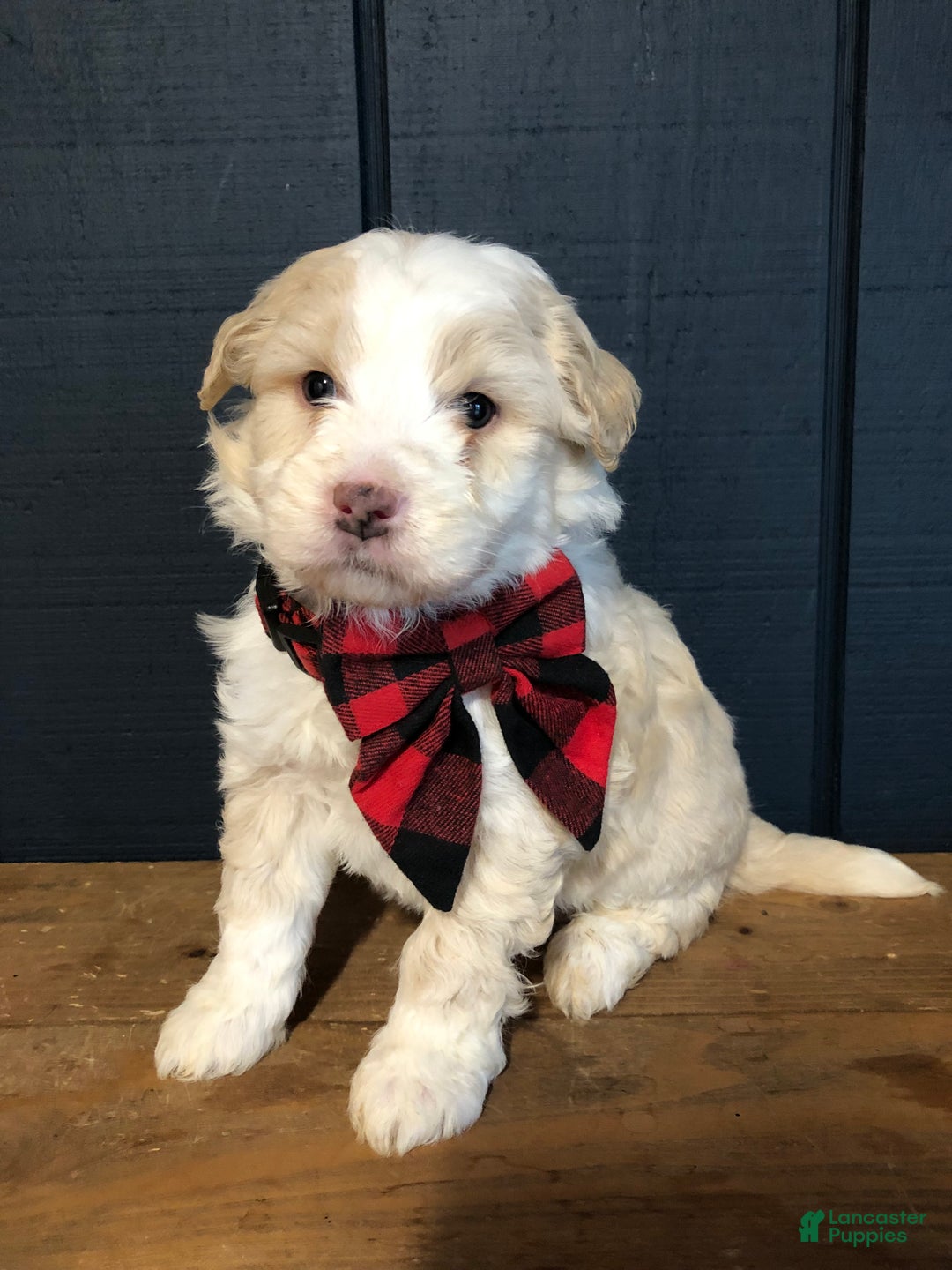 Aussiedoodle dogs for sale: Jingle - Ad 2