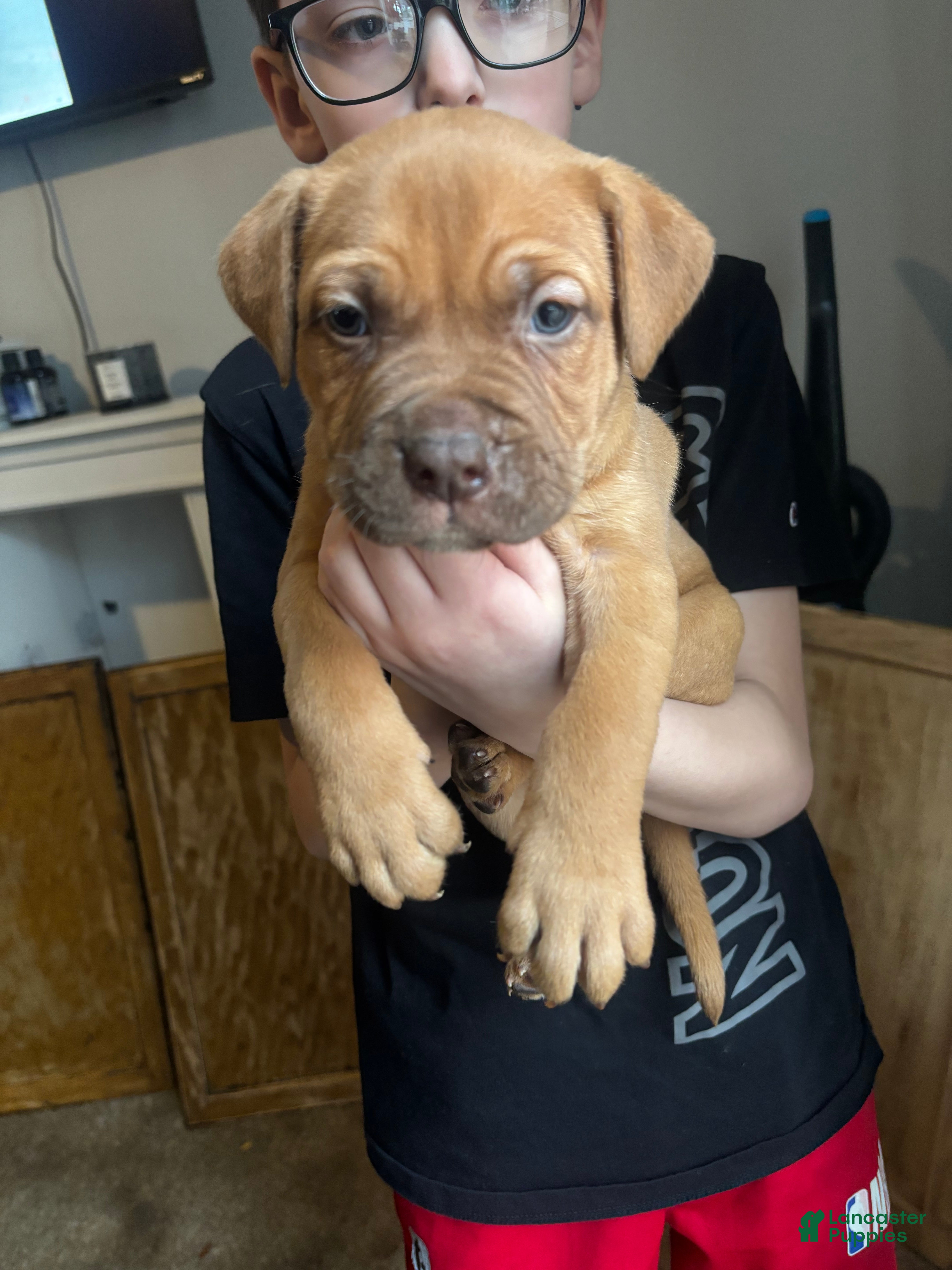 Mixed Breed dogs Woody - Ad 1