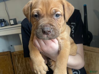 Mixed Breed dogs Woody - Ad 3