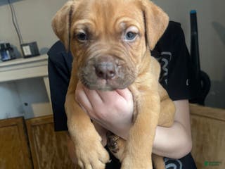 Mixed Breed dogs Woody - Ad 25