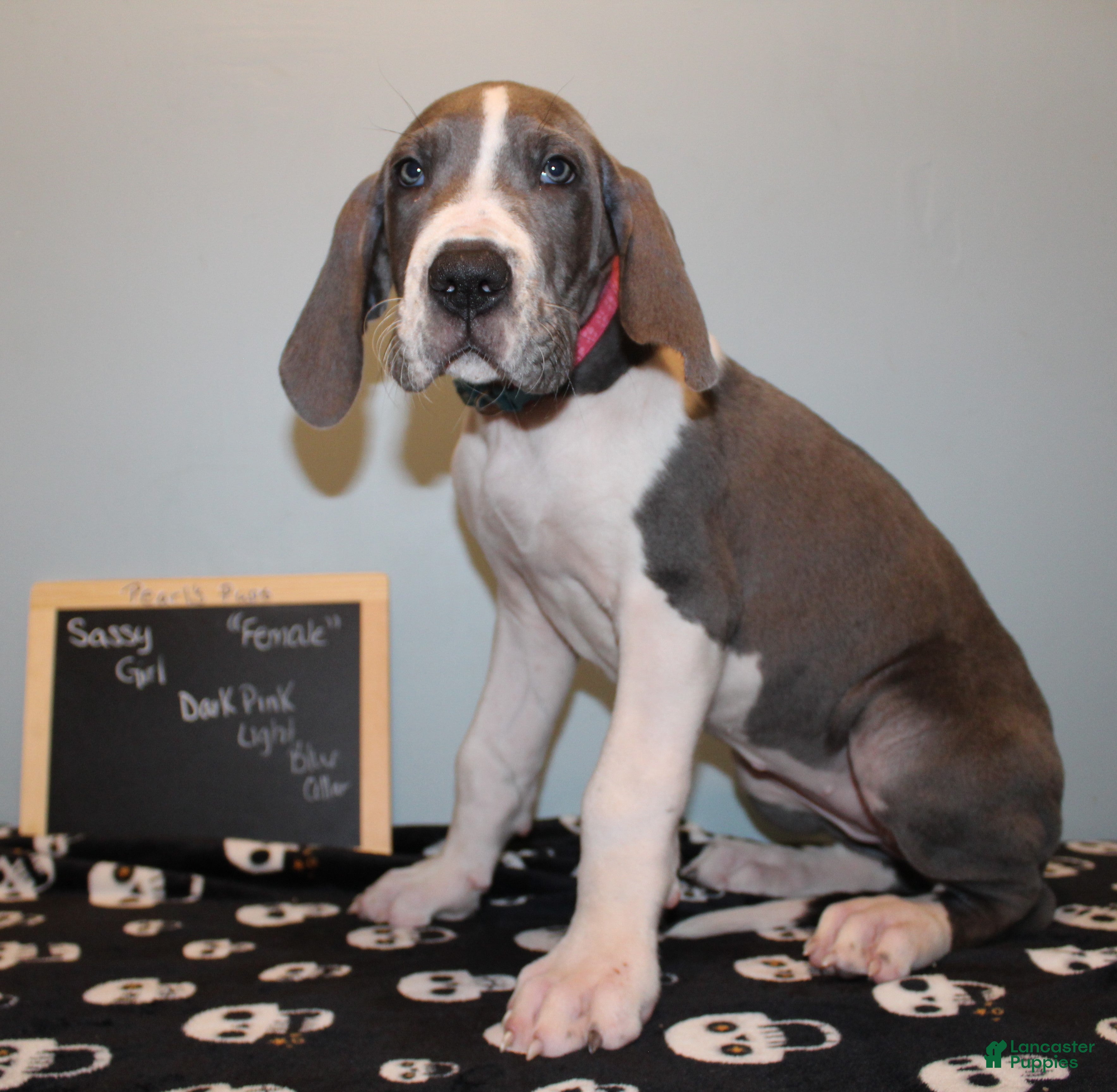 Great Dane dogs Sassy Girl - Ad 19