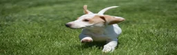 Miniature Dachshund dogs for sale: Noah - Ad 9