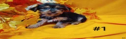 Yorkshire Terrier dogs for sale: Yorkshire Terrier 1 - Ad 1