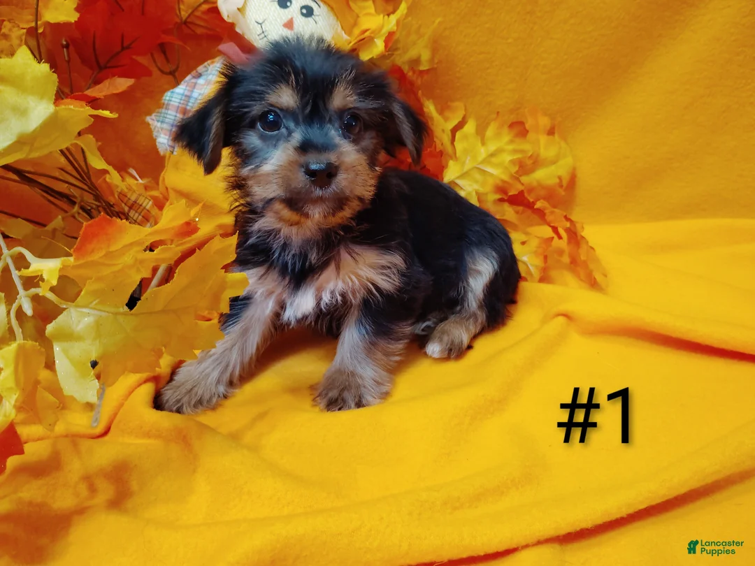 Yorkshire Terrier dogs for sale: Yorkshire Terrier 1 - Ad 1