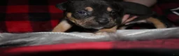 American Bully dogs for sale: Tj - Ad 2