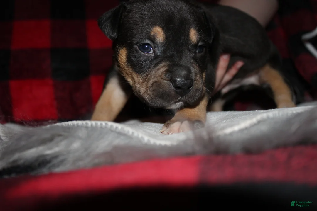 American Bully dogs for sale: Tj - Ad 2