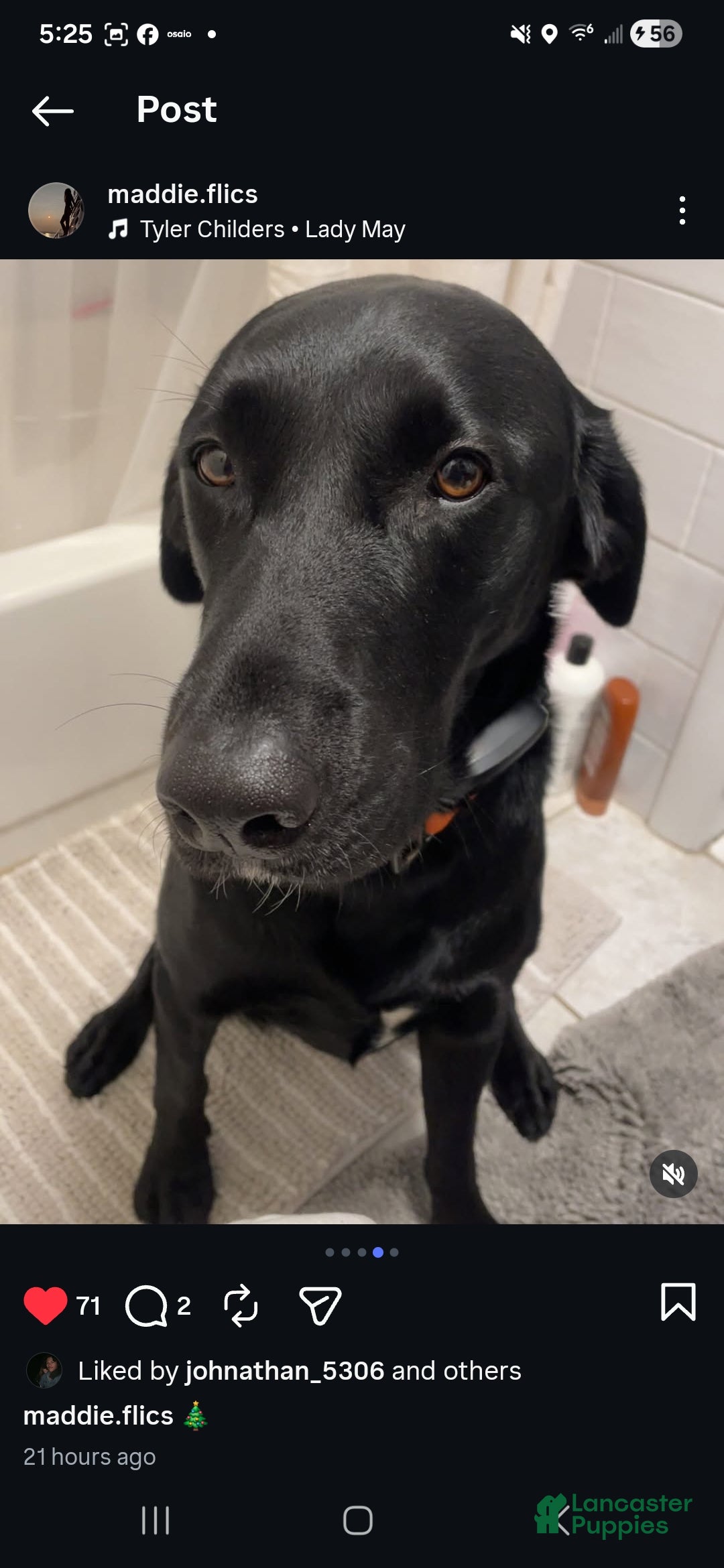 Mixed Breed dogs Darth - Ad 37