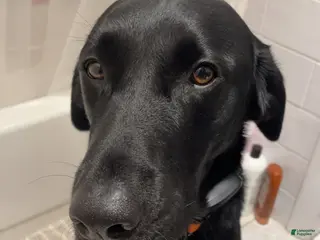 Mixed Breed dogs Darth - Ad 37