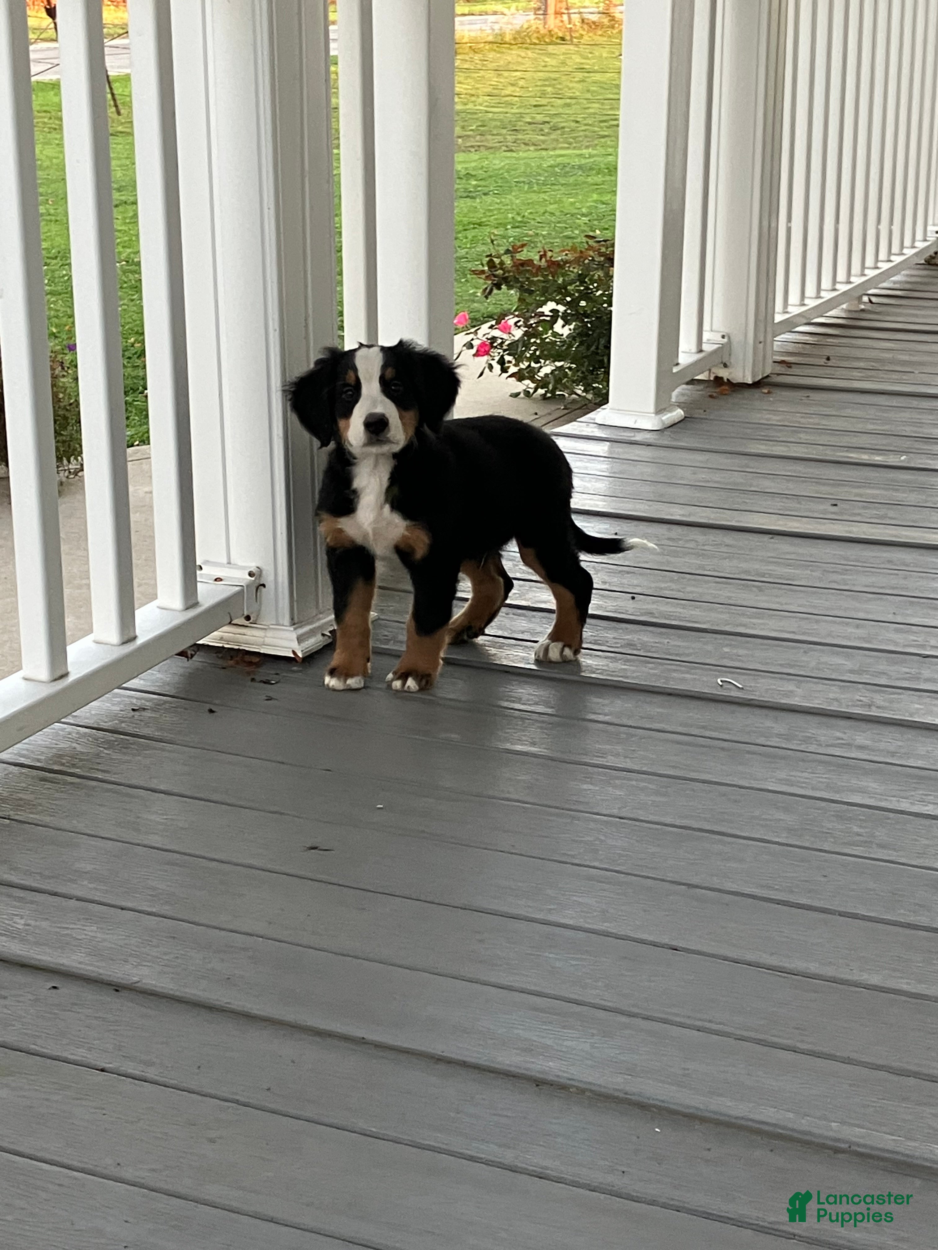 Bernese Mountain Dog dogs Akc Dan - Ad 35