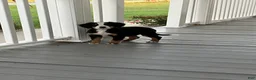 Bernese Mountain Dog dogs for sale: Akc Dan - Ad 4