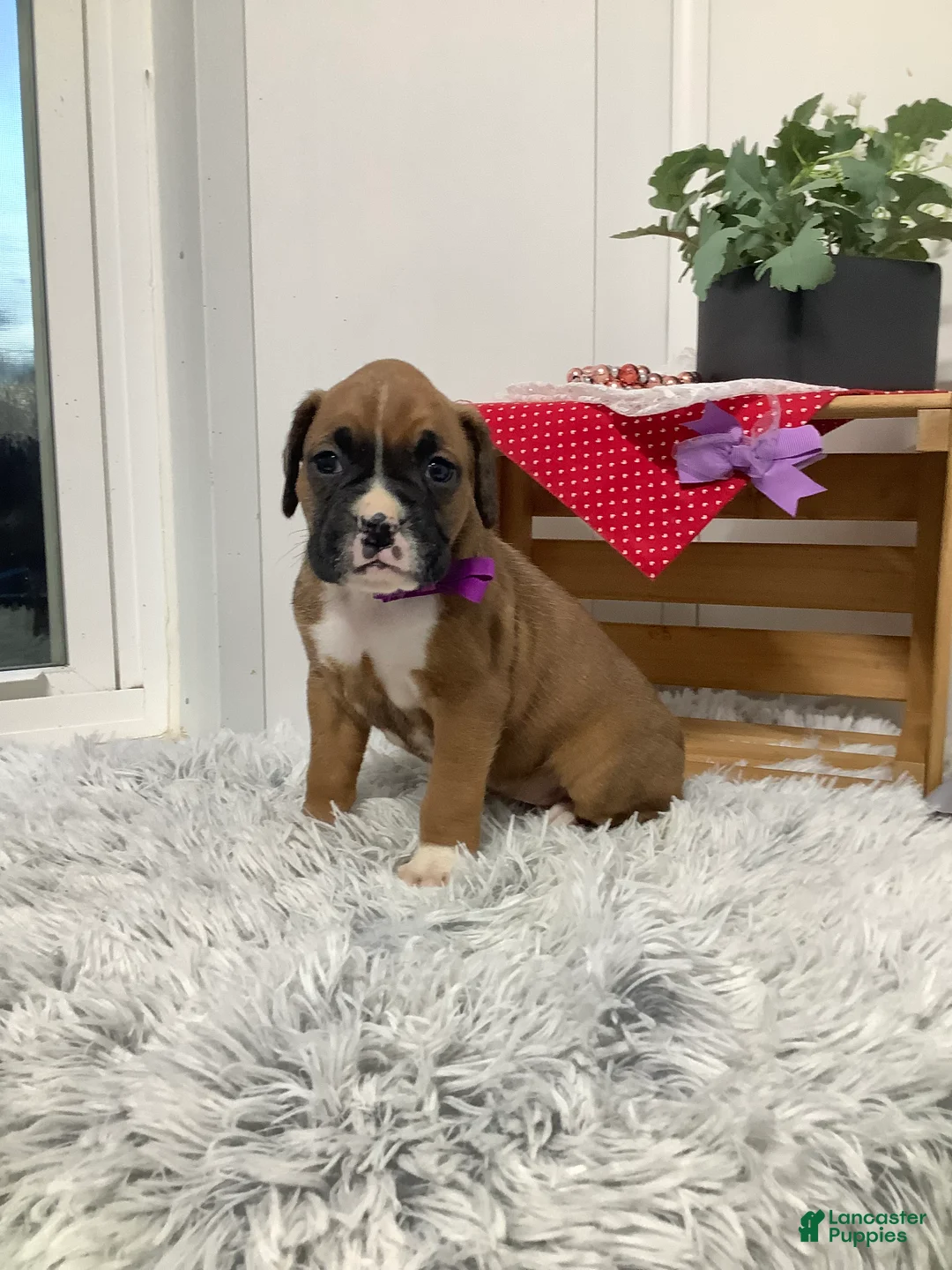 Boxer dogs for sale:  Lena - Puppy 3 - Ad 2