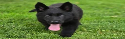 German Shepherd dogs for sale: Beyonce - Ad 6