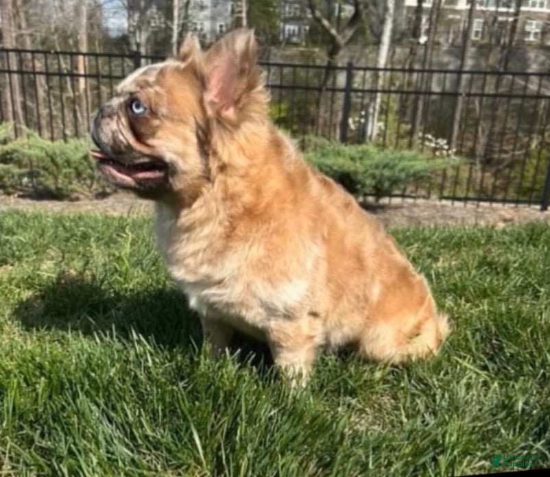 French Bulldog dogs Blue French Bulldog Puppy 2 - Ad 2