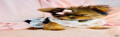 Yorkshire Terrier 2