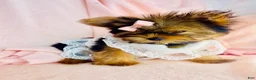 Yorkshire Terrier dogs for sale: Yorkshire Terrier 2 - Ad 1