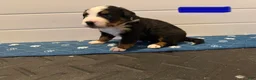 Bernese Mountain Dog dogs for sale: Blue - Ad 7