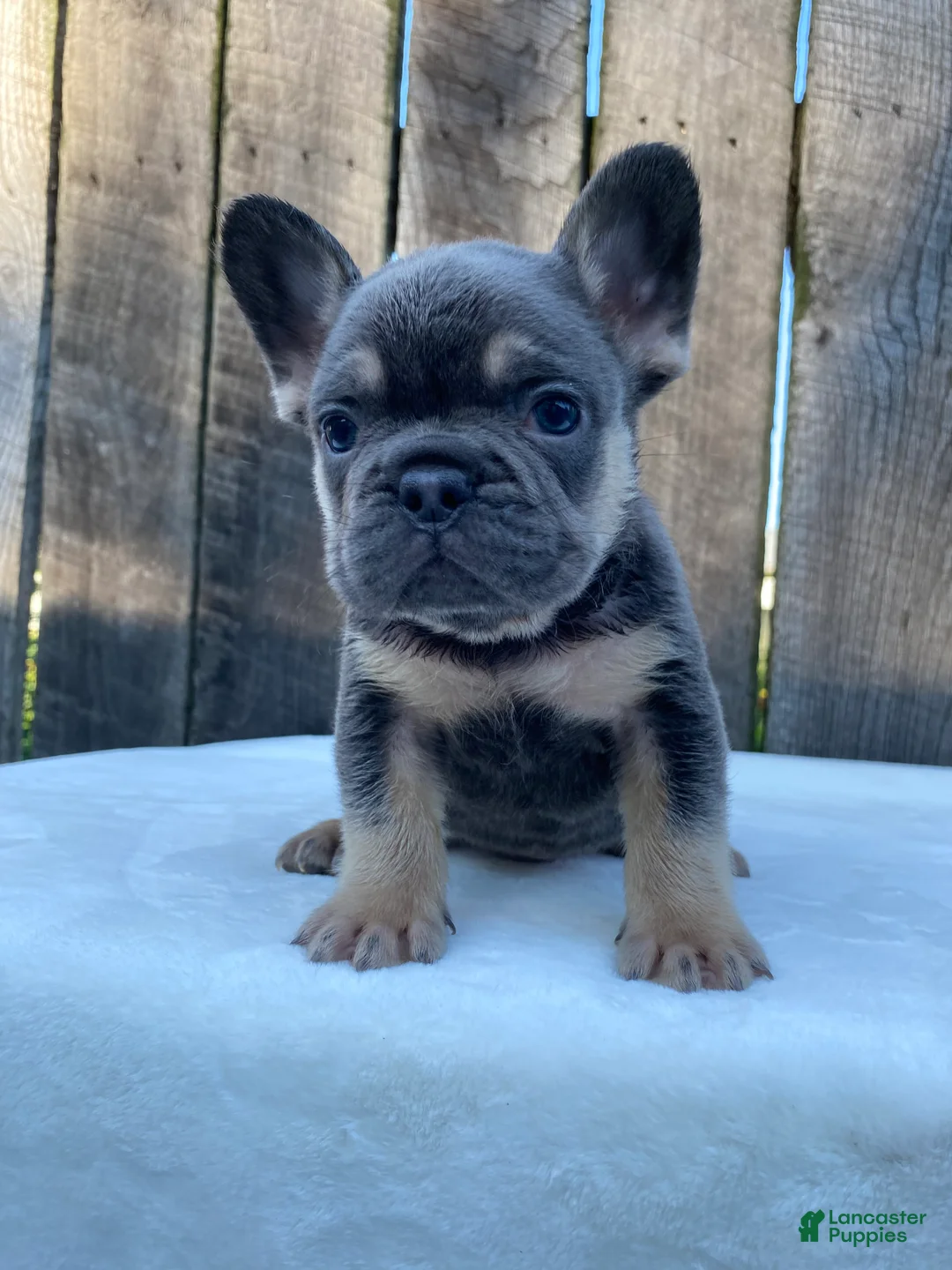 French Bulldog dogs for sale: Dexter - Ad 2