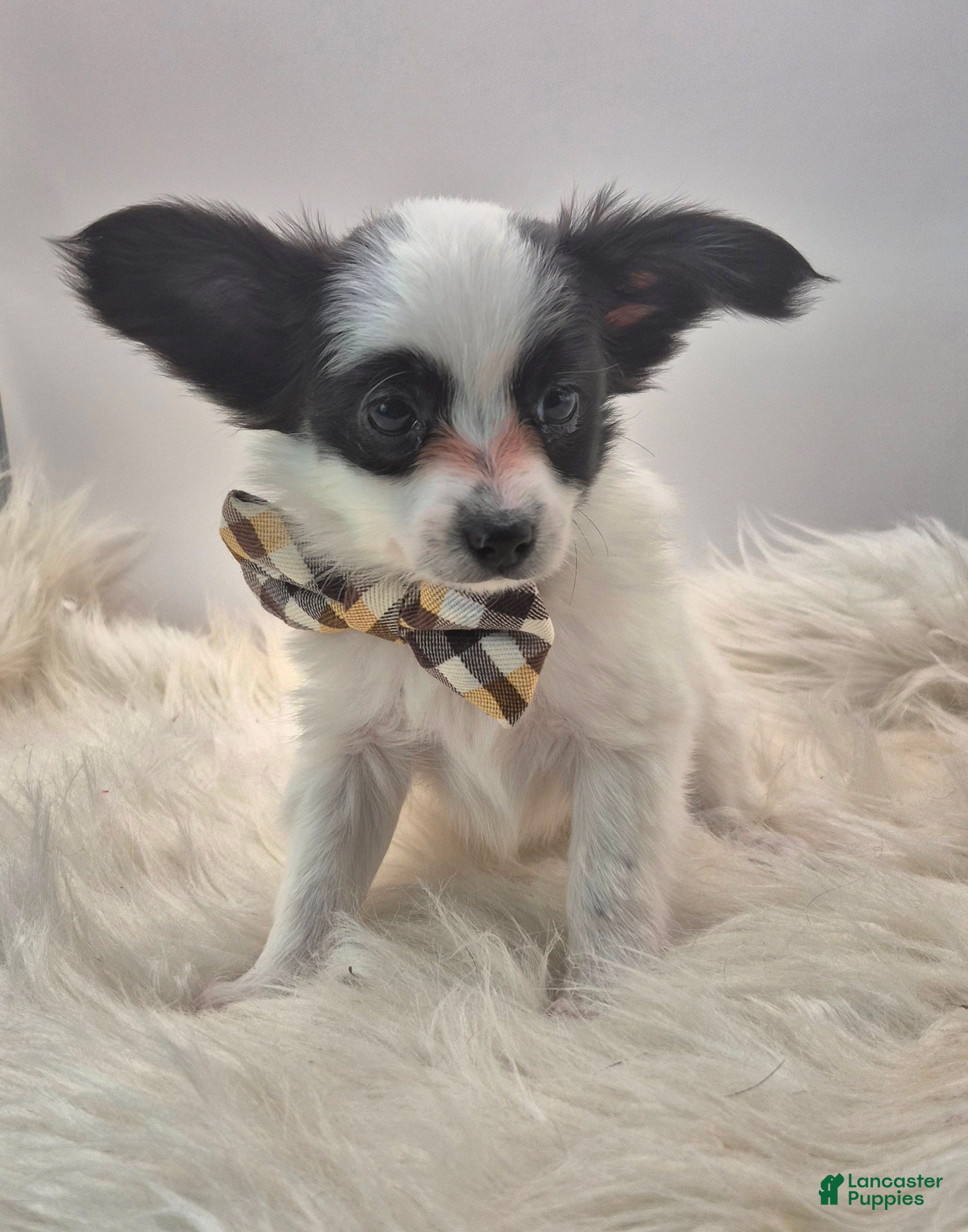 Papillon dogs Orange boy(Snoopy) - Ad 2