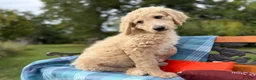Labradoodle dogs for sale: Bobby (Boy) - Ad 6
