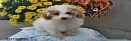 Miniature Poodle dogs for sale: Sugar - Ad 3