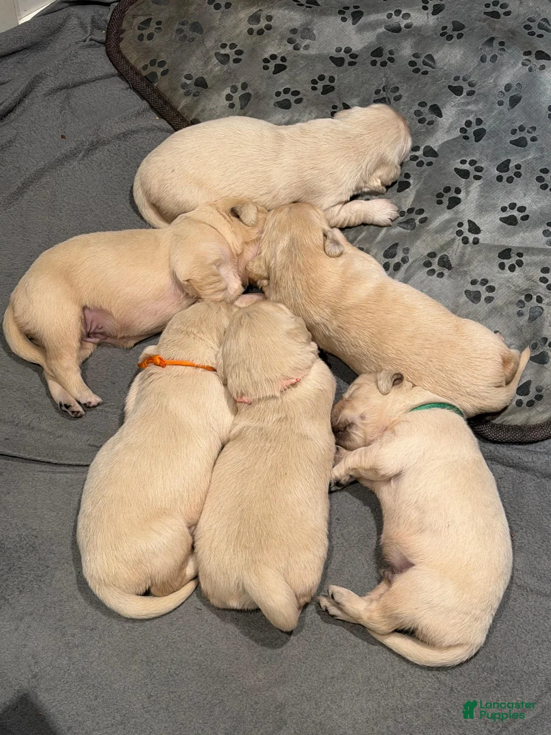 Golden Retriever dogs for sale: Golden Retriever Puppy 1 - Ad 1