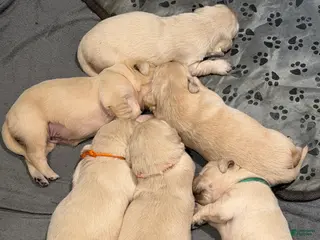 Golden Retriever dogs for sale: Golden Retriever Puppy 1 - Ad 1