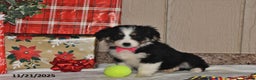 Australian Shepherd dogs for sale: Noelle - Ad 1