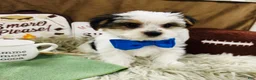 Yorkshire Terrier dogs for sale: Clark - Ad 14