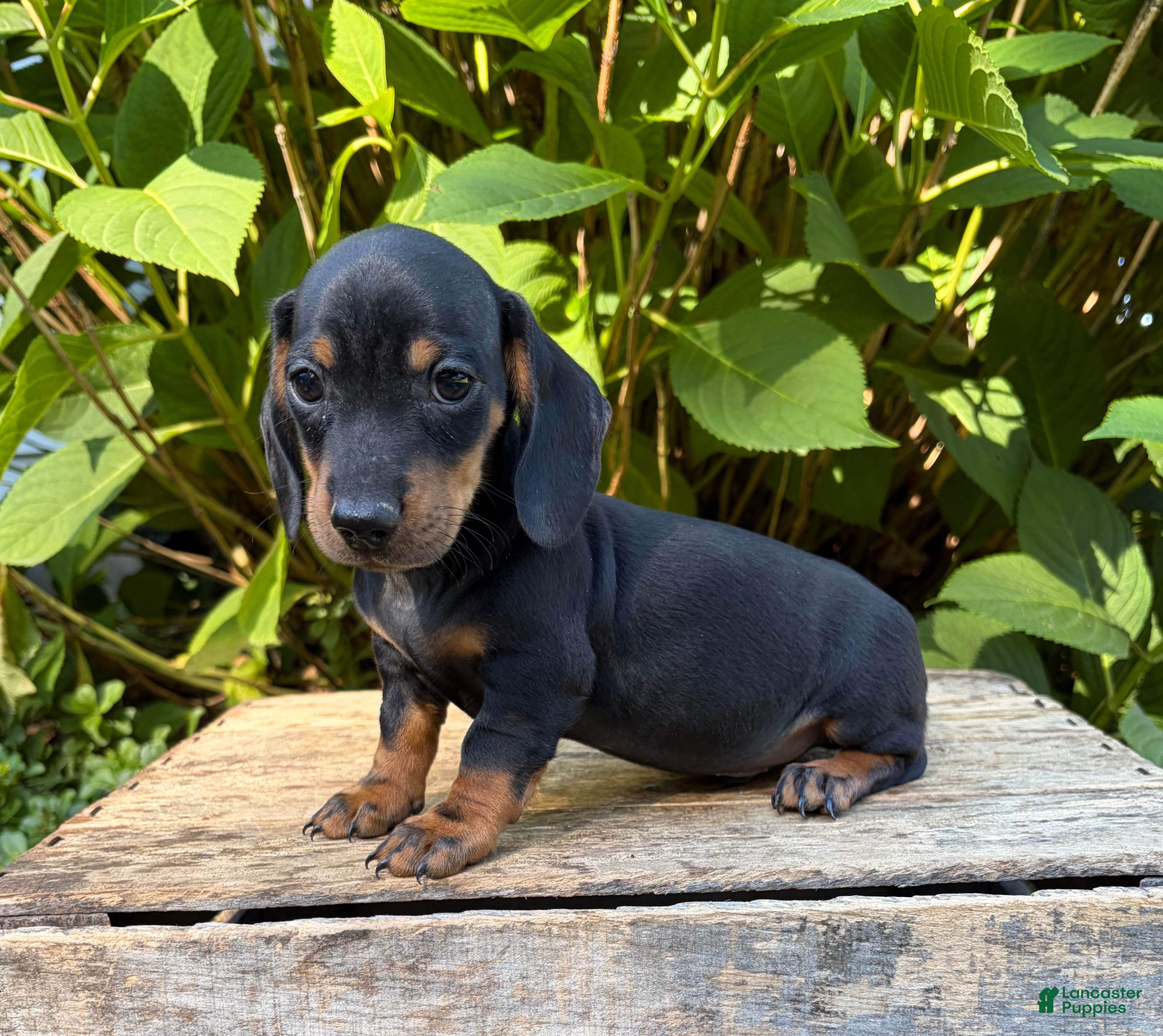 Dachshund dogs Reiley - Ad 2