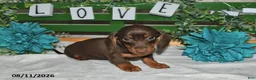 Miniature Dachshund dogs for sale: Jody - Ad 4