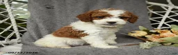 Goldendoodle dogs for sale: Hamlet - Ad 5