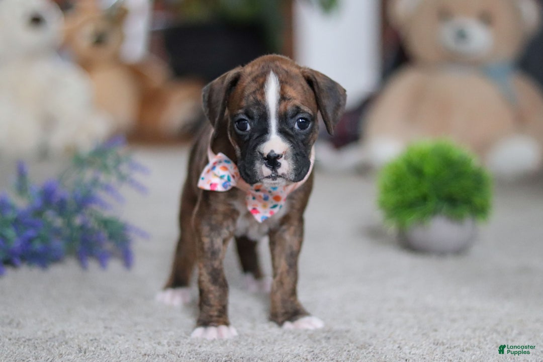 Boxer dogs for sale: Cadance - Ad 4