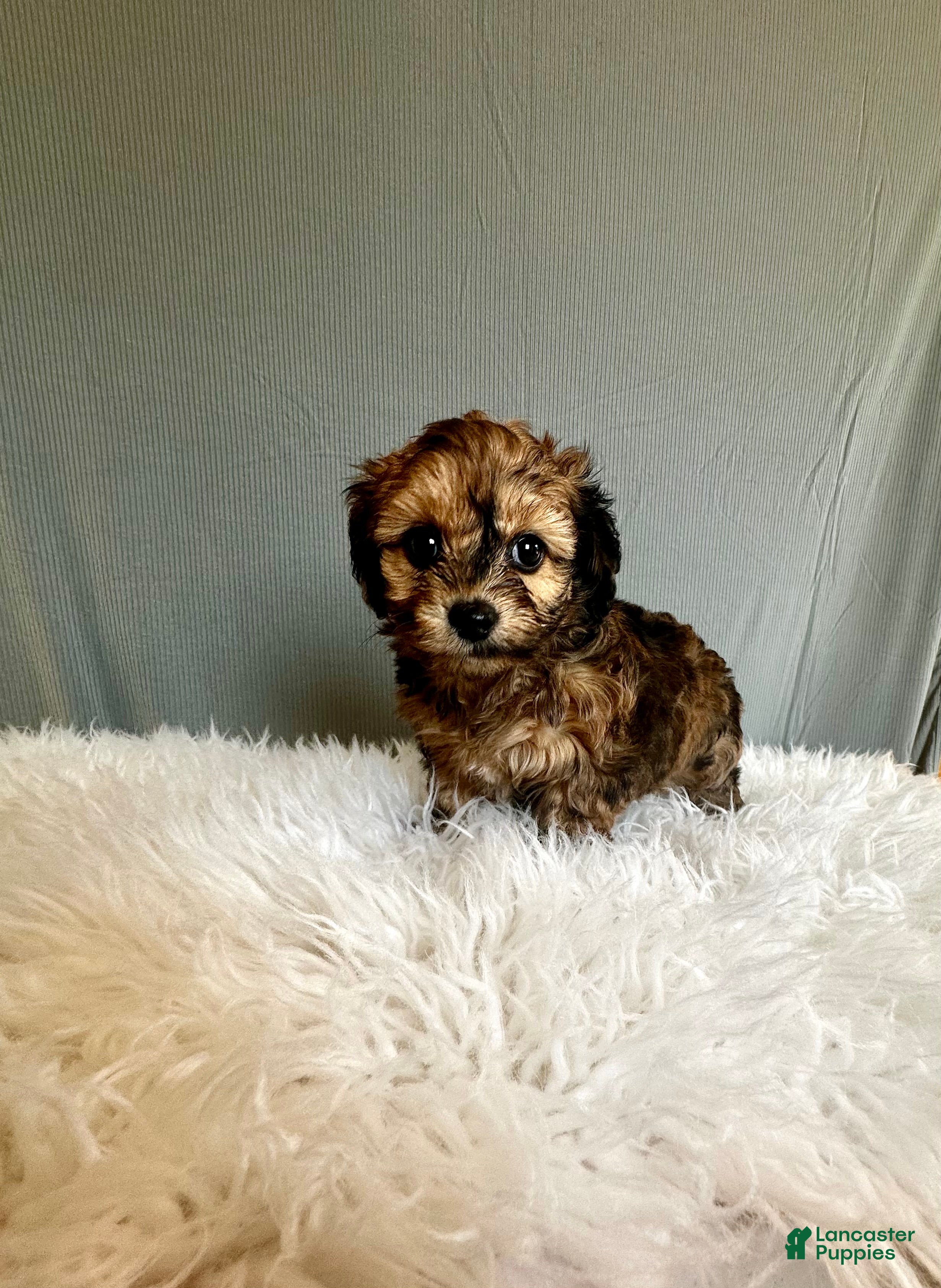 Doxiepoo dogs Tracy - Ad 2