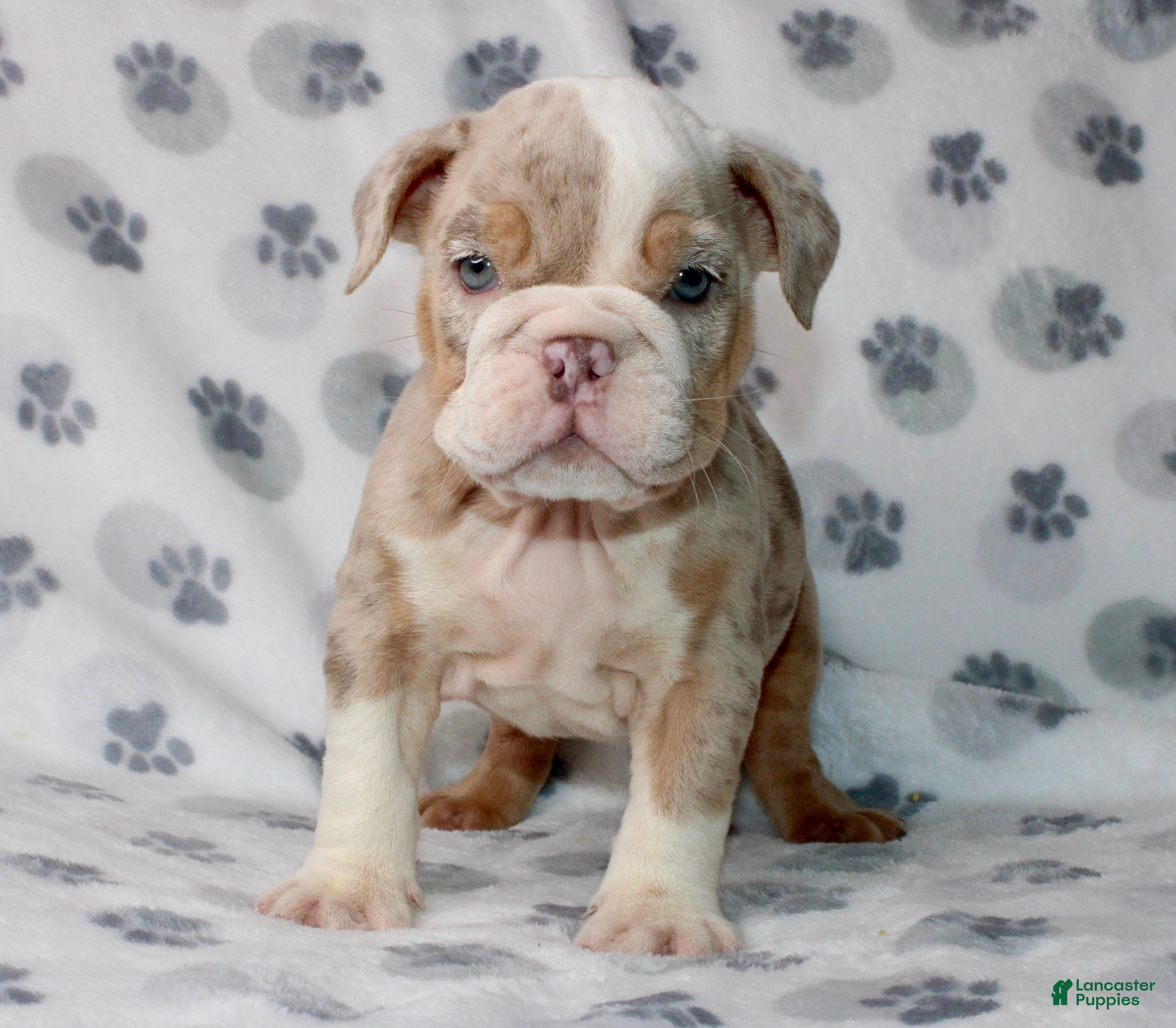 English Bulldog dogs Lucy - Ad 2